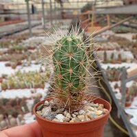 Echinocereus maritimus HNT 99.92