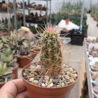 Echinocereus maritimus HNT 99.92