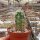 Echinocereus maritimus HNT 99.92