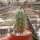 Echinocereus maritimus HNT 99.92
