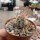 Echinocereus maritimus HNT 99.92
