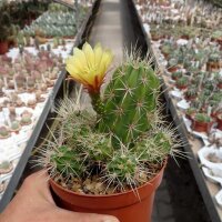Echinocereus maritimus San Carlos Can., BC