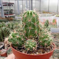 Echinocereus maritimus San Carlos Can., BC