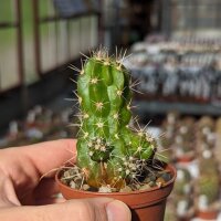 Echinocereus maritimus SB 1682