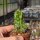 Echinocereus maritimus SB 1682