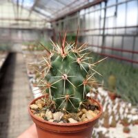 Echinocereus matudae arizonicus Buenaventura, Chihuahua