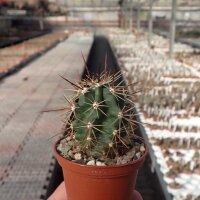 Echinocereus matudae arizonicus Buenaventura, Chihuahua