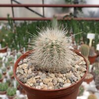 Echinocereus nivosus