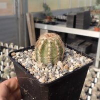 Echinocereus reichenbachii v. oklahomensis