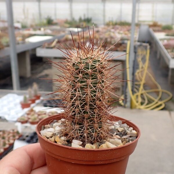 Echinocereus pacificus