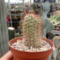 Echinocereus pacificus