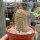 Echinocereus pacificus