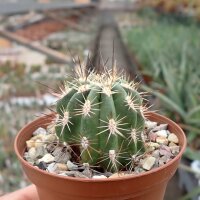 Echinocereus pacificus San Carlos Canyon, Baja California