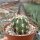 Echinocereus pacificus San Carlos Canyon, Baja California