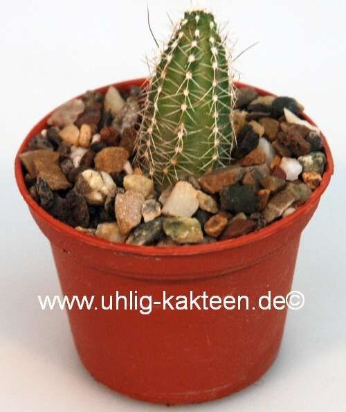 Echinocereus palmeri