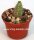 Echinocereus palmeri