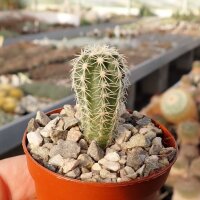 Echinocereus pamanesiorum