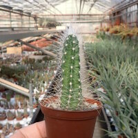 Echinocereus parkeri v. gonzalezii L 1375