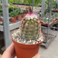 Echinocereus pectinatus v. wenigeri ctenoides