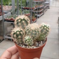 Echinocereus pectinatus v. wenigeri ctenoides