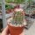 Echinocereus pectinatus v. wenigeri ctenoides