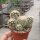 Echinocereus pectinatus v. wenigeri ctenoides