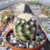 Echinocereus pectinatus v. wenigeri ctenoides