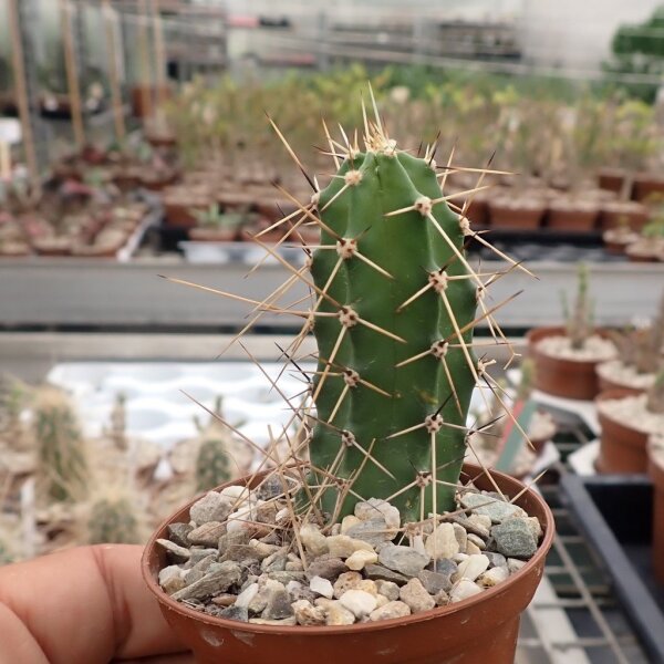 Echinocereus pentalophus