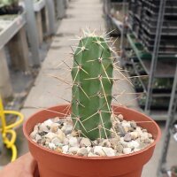 Echinocereus pentalophus
