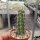 Echinocereus pentalophus