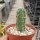 Echinocereus pentalophus