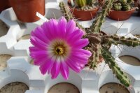 Echinocereus pentalophus v. procumbens HK 1281