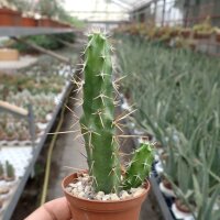Echinocereus pentalophus v. procumbens HK 1281