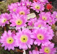 Echinocereus pentalophus v. procumbens HK 1281