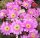 Echinocereus pentalophus v. procumbens HK 1281