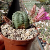 Echinocereus pulchellus v. amoenus