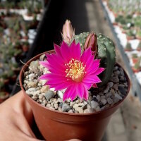 Echinocereus pulchellus v. amoenus