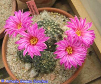 Echinocereus pulchellus v. amoenus