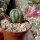 Echinocereus pulchellus v. amoenus