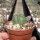 Echinocereus pulchellus v. amoenus