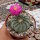 Echinocereus pulchellus v. amoenus