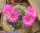 Echinocereus pulchellus v. amoenus
