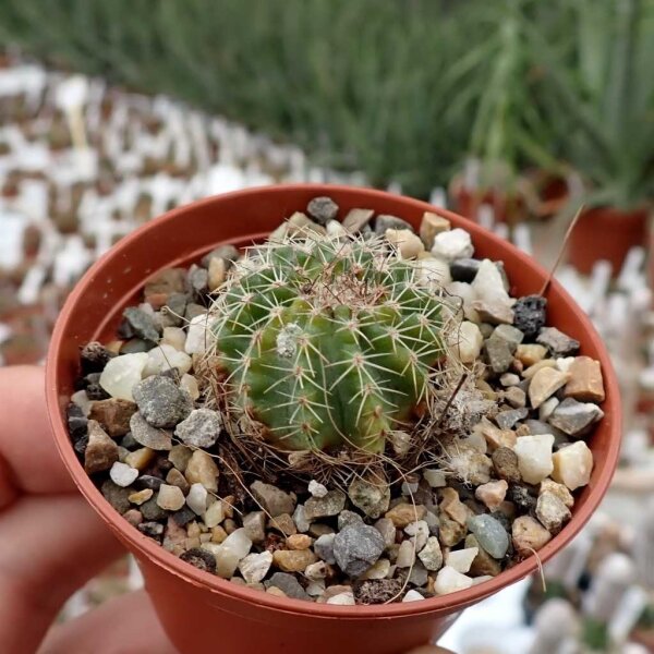 Echinocereus pulchellus v. sharpii SB 1569
