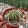 Echinocereus pulchellus v. sharpii SB 1569