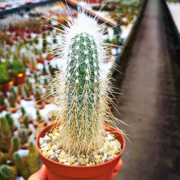 Echinocereus rayonesensis L 1101