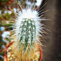 Echinocereus rayonesensis L 1101