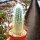 Echinocereus rayonesensis L 1101