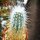 Echinocereus rayonesensis L 1101