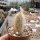 Echinocereus rayonesensis L 1101
