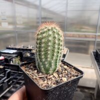 Echinocereus reichenbachii (dw)
